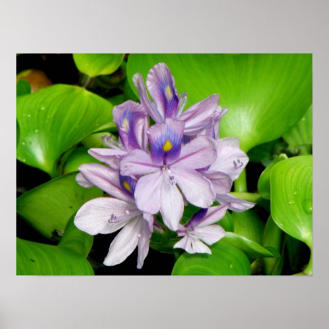 Poster Hyacinthe violette (Devant)