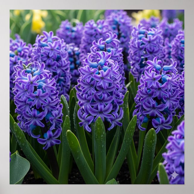 Poster Hyacinthes en fleur (Devant)