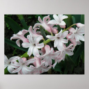 Poster Hyacinthes Imprimer