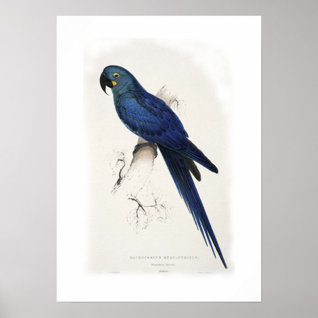 Poster Hyacinthine macaw (Devant)