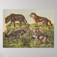 Hyaena (Hyena), Wolf et Chiens