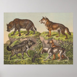 Poster Hyaena (Hyena), Wolf et Chiens