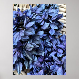 Poster Hydrangea BLEU