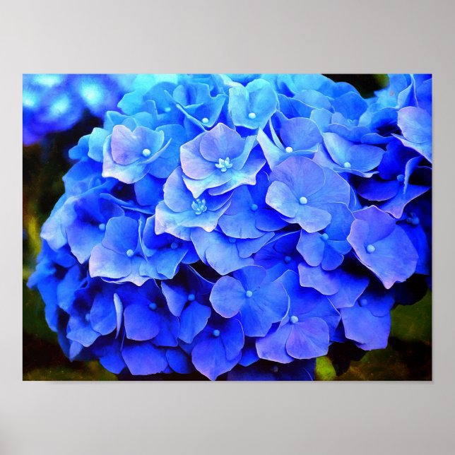 Poster Hydrangea Blues (Devant)