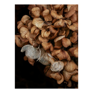 Poster Hydrangea défraîchi
