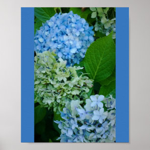 Poster Hydrangea Flowers