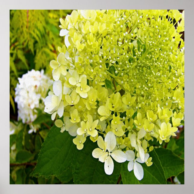 Poster Hydrangea Limelight Vert Chartreuse Élégant (Devant)