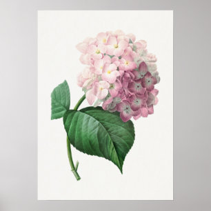 Poster Hydrangea par Pierre-Joseph Redouté (1759–1840)