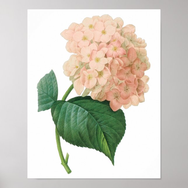 Poster Hydrangea Rose Ancien Hortensia Fleur de Redoute (Devant)
