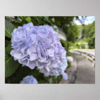 Poster Hydrangeas au bord de la route – Photographie de n