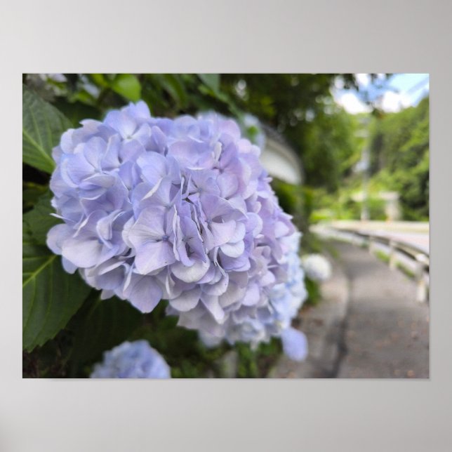 Poster Hydrangeas by the Roadside – Nature Photography (Devant)