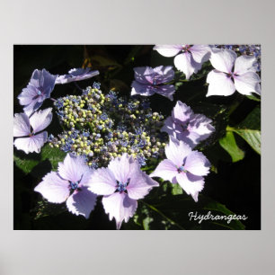 Poster Hydrangeas Élégantes