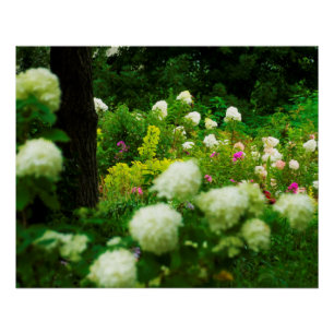 Poster Hydrangeas Limelight dans mon jardin Rubio