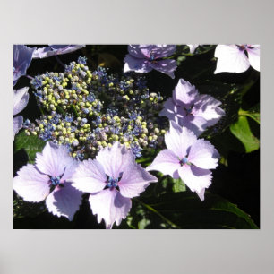 Poster Hydrangeas Mauves Élégants