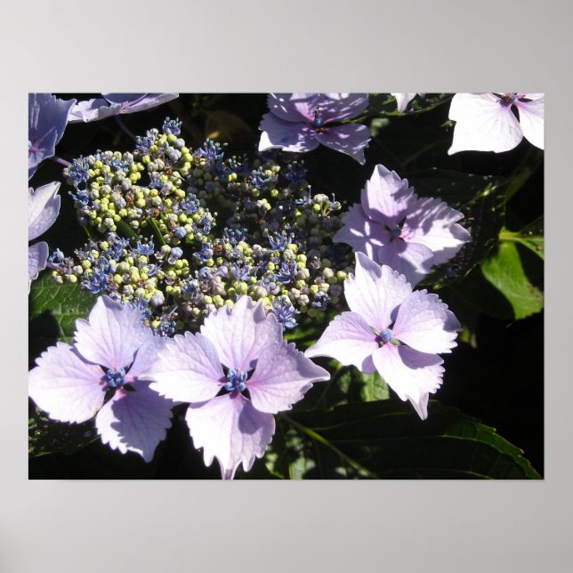Poster Hydrangeas Mauves Élégants (Devant)