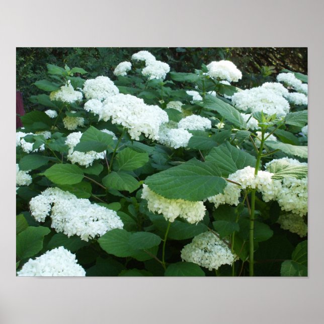 Poster Hydrangeas-Snowball Bush et Feuille (Devant)