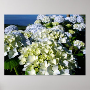 Poster Hydrangée