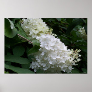 Poster Hydrangée blanche