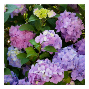 Poster hydrangée colorée