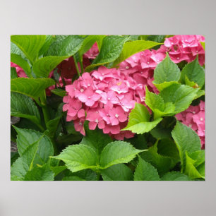 Poster Hydrangée rose profonde fleurit