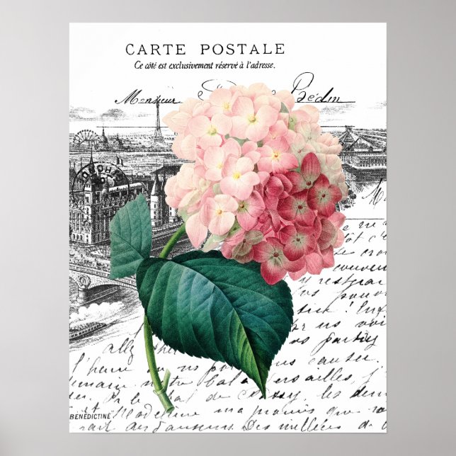 Poster Hydrangée rose vintage (Devant)