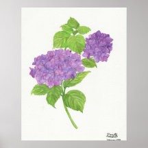 Hydrangée violette
