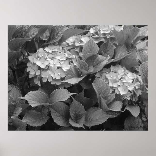 Poster Hydrangées noires et blanches (Devant)