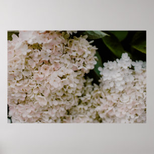 POSTER HYDRANGES BLANCS EN BLOOM