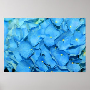 Poster Hydrengea bleu
