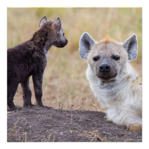 Poster Hyena avec jeune
