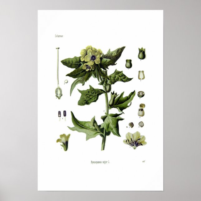 Poster Hyoscyamus niger (Henbane noir) (Devant)