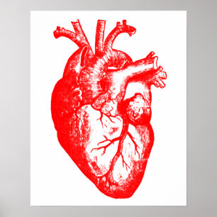 Poster I love / I coeur anatomie cardiaque