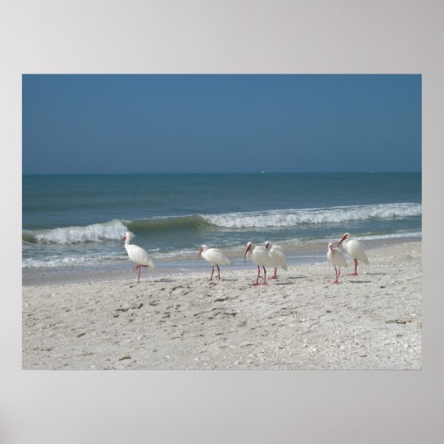 Poster Ibis Beach (Devant)