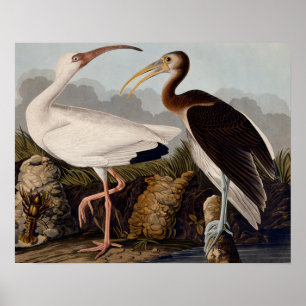Poster Ibis blanc Audubon