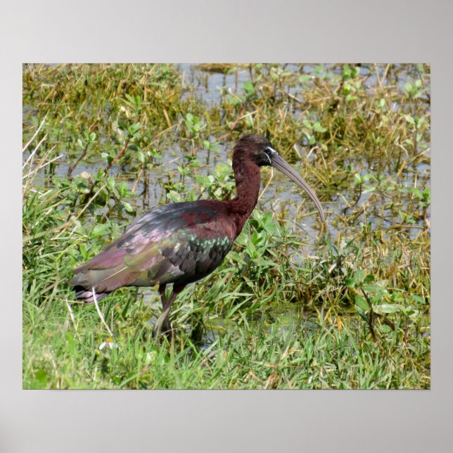 Poster Ibis brillant (Devant)