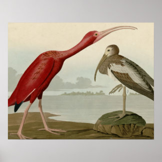 Poster Ibis écarlet