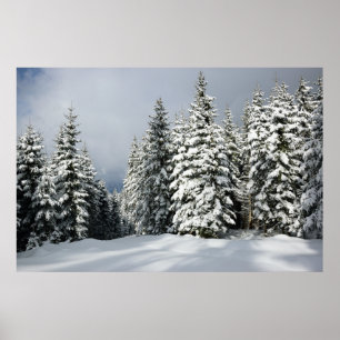 Poster Ice & Snow Pine Woodland, Austria