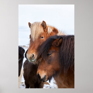Poster Icelandic Horse during winter on Iceland