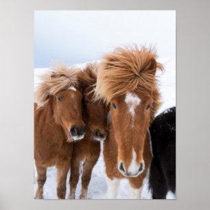 Poster Icelandic Horses nuzzle