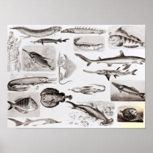 Poster Ichthyologie - Elasmobranche, Ganoïde
