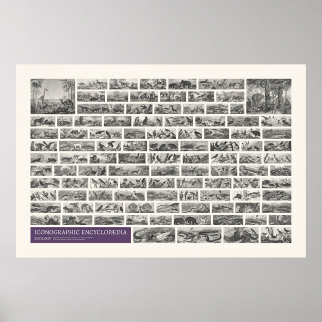 Poster Iconographie - Scènes de zoologie (Devant)