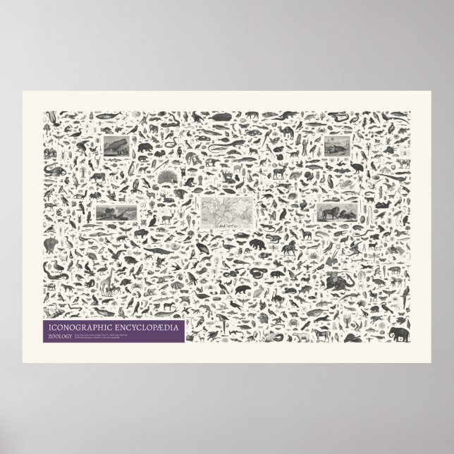 Poster Iconographie - Zoologie Chiffres (Devant)