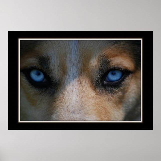 Poster Icy Blue Canine Eyes (Devant)