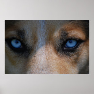 Poster Icy Blue Canine Eyes