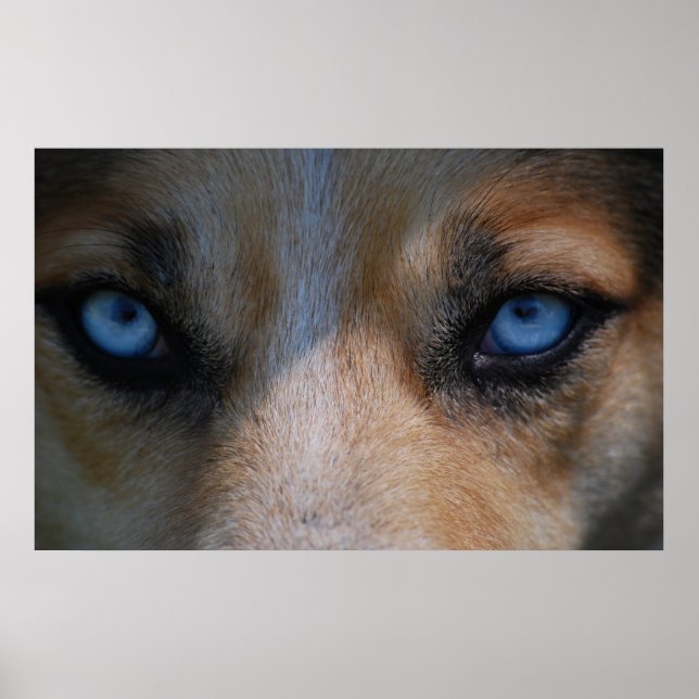 Poster Icy Blue Canine Eyes (Devant)