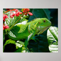 Iguana