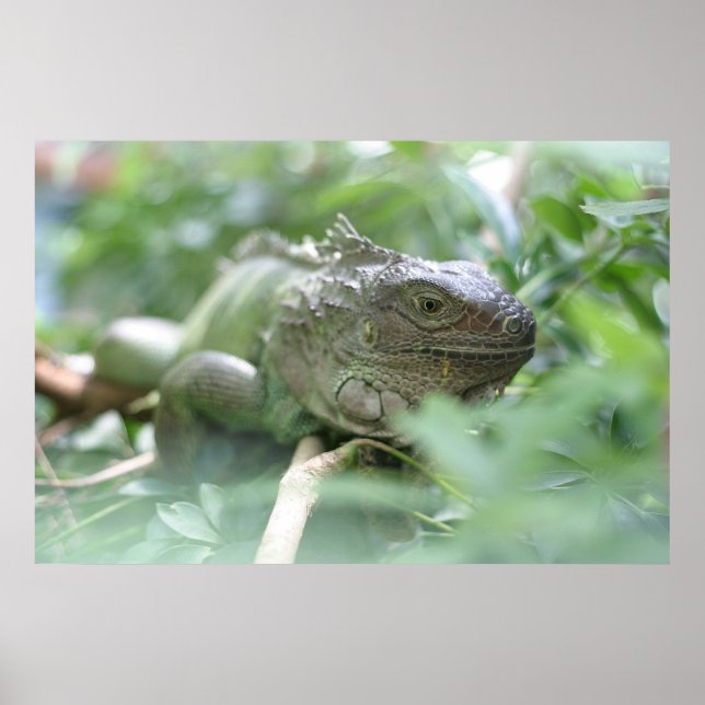 Poster Iguana (Devant)