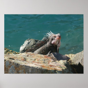 Poster Iguana à St Thomas
