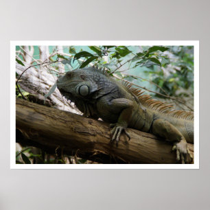 Poster Iguana dans l'arbre