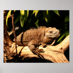 Poster Iguana jamaïcaine en danger, Cyclura collei
